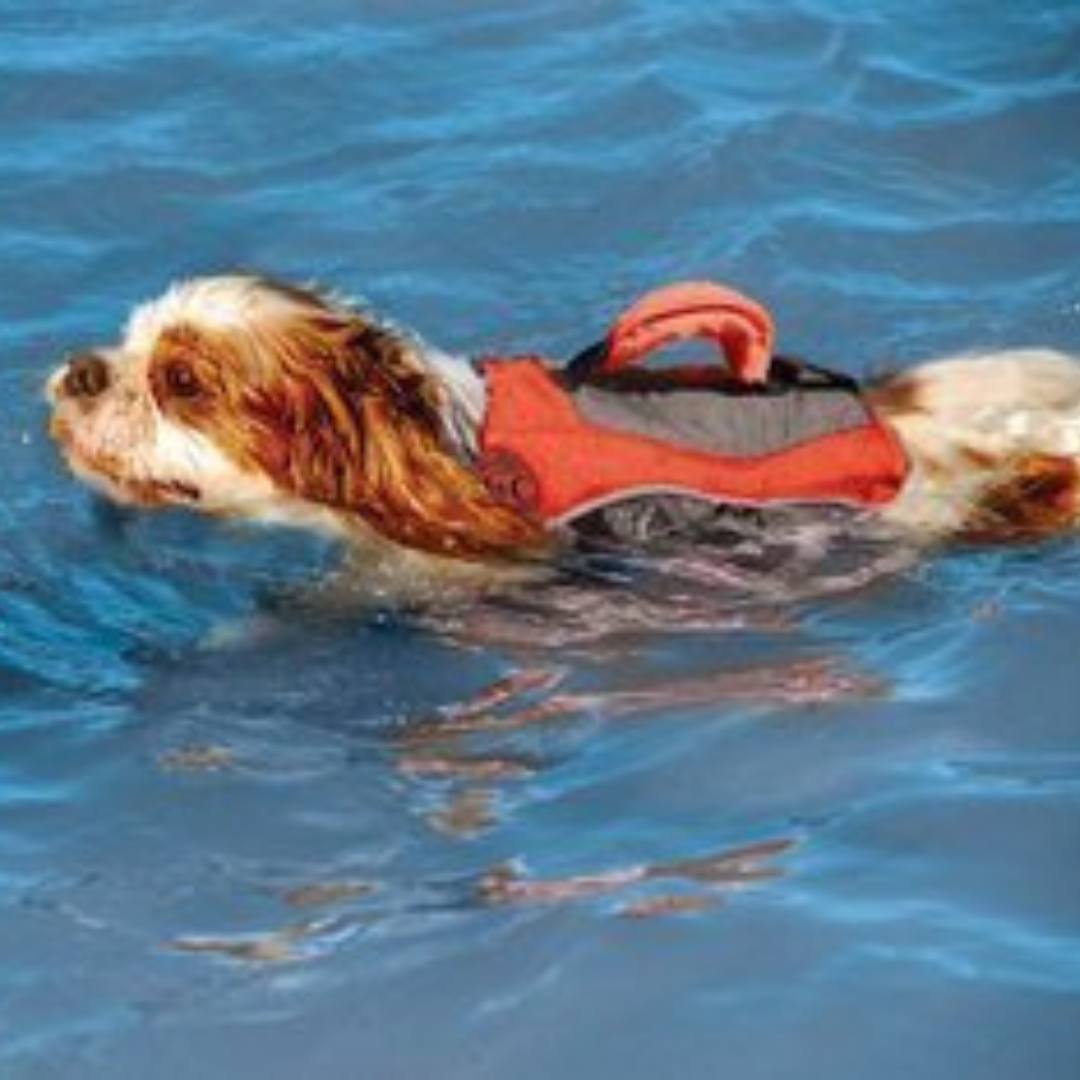 Henry & Clemmie’s Dog Life Jackets