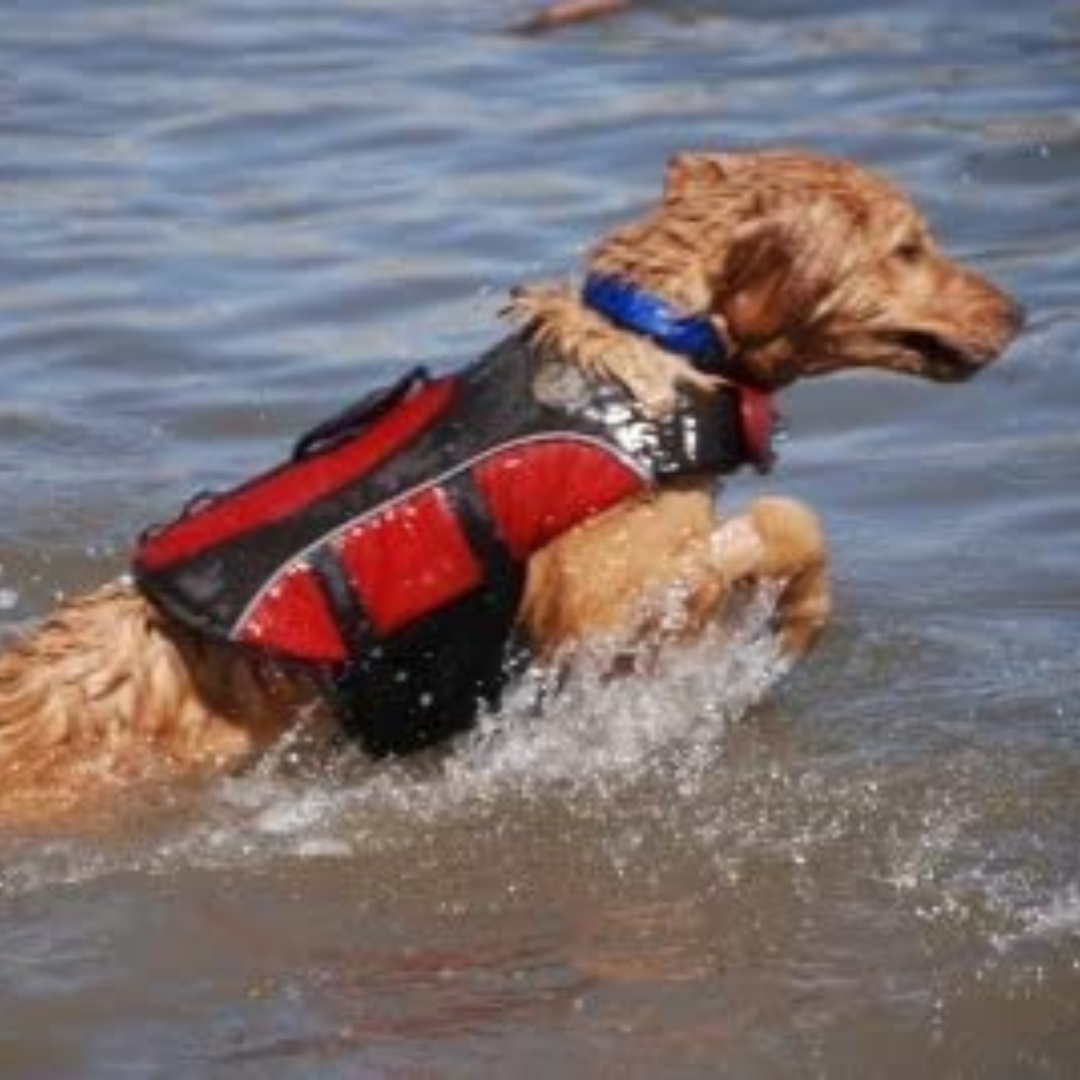 Henry & Clemmie’s Dog Life Jackets