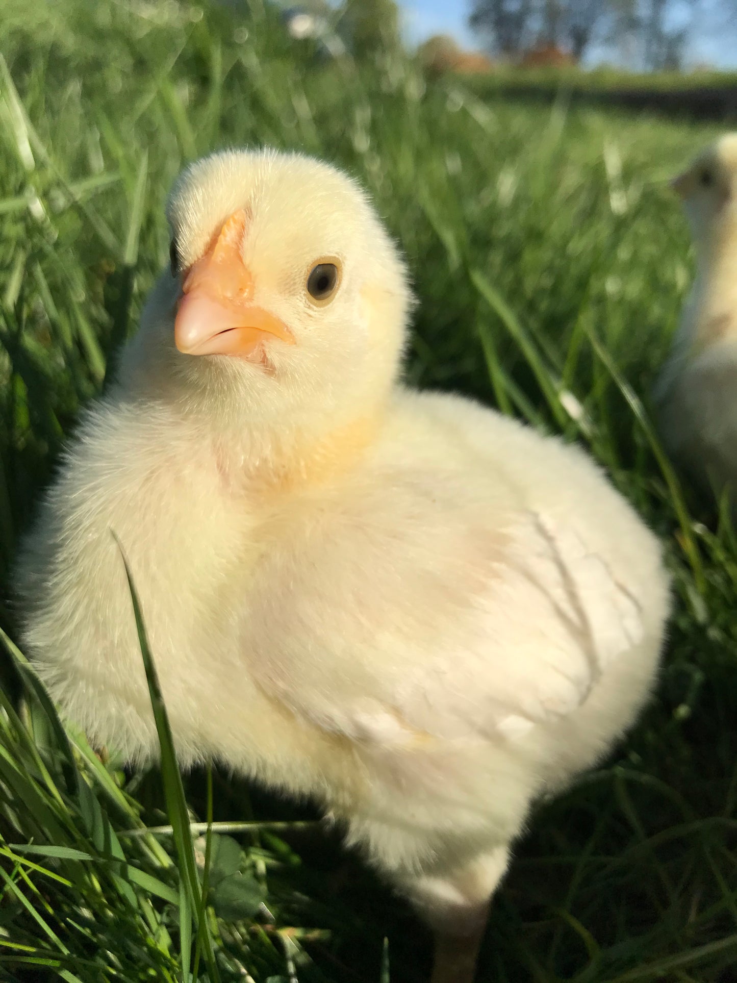 Sharp's Chick Starter