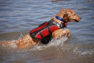 Henry and clemmies dog best sale life jacket