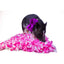 Plush Rooting/Snuffle Mats (choose boy or girl)