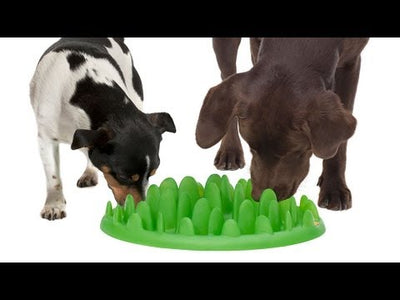 The Company of Animals GREEN INTERACTIVE FEEDER