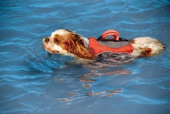 Henry &amp; Clemmie’s Dog Life Jackets
