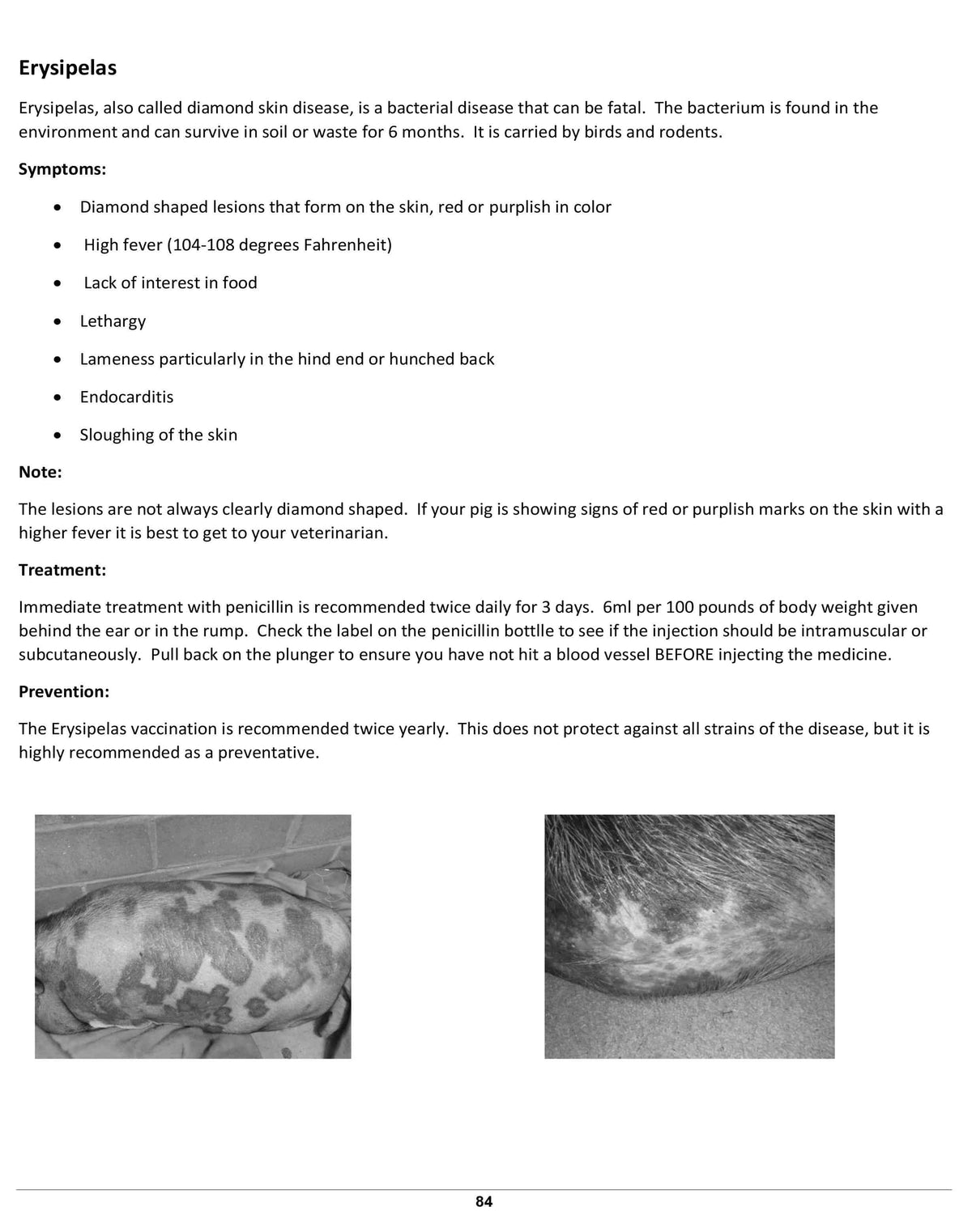 The American Mini Pig Planner; Your Workbook for Organizing all of Your Mini Pig’s Important Information